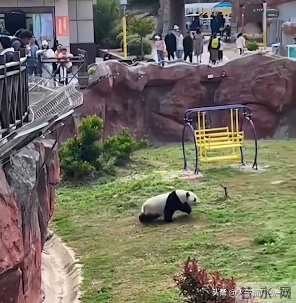 五一过半，趣事一箩筐，不仅人堵了骆驼也堵了……