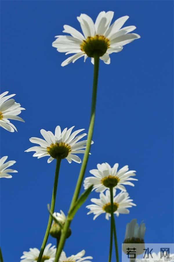 唯美有气质的21条美丽心语，句句文艺清新，挑句自己喜欢的