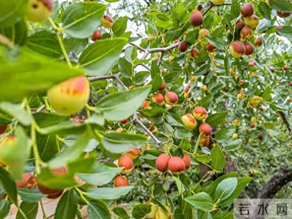 菜地蜗牛难题？1招轻松解决还保护蔬菜