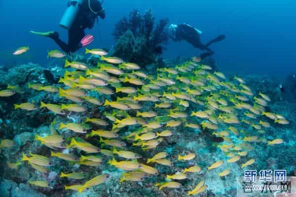 印尼：丰富多彩的海洋世界