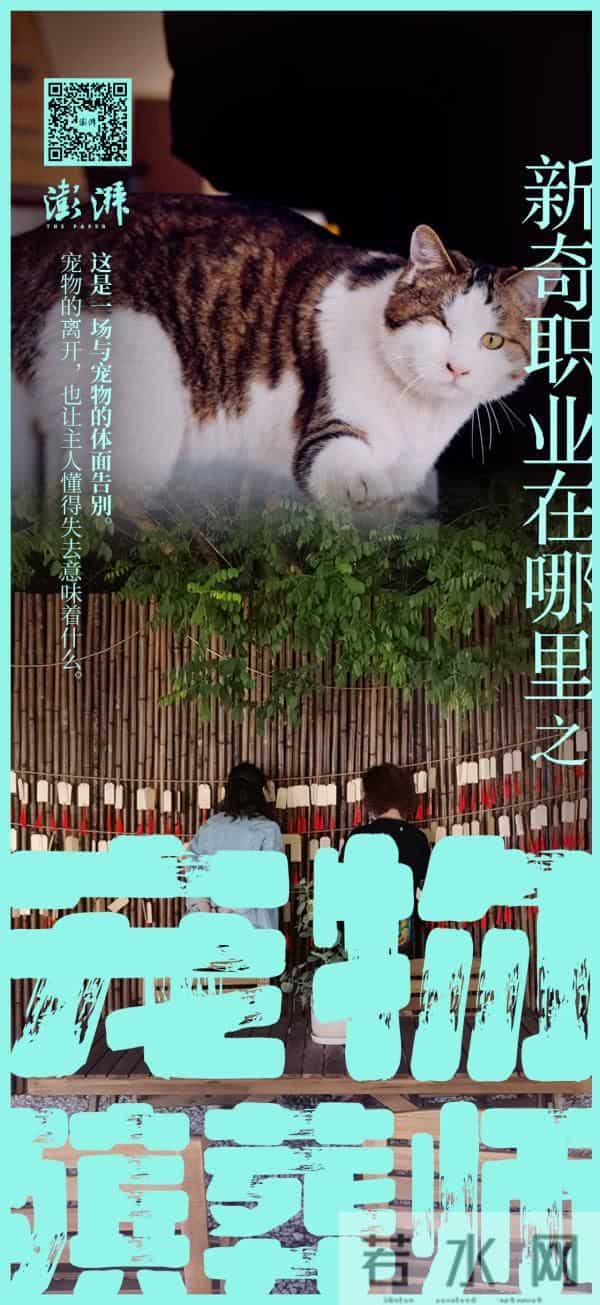 新奇职业｜一名宠物殡葬师的自述：宠物的离开，教会我们什么