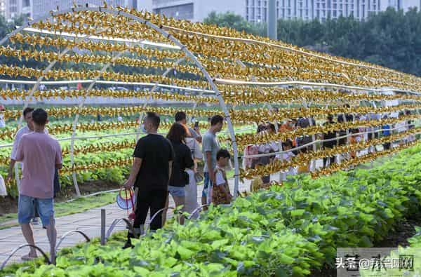 花千姿——花海国庆见闻（原创摄影+随笔300字）