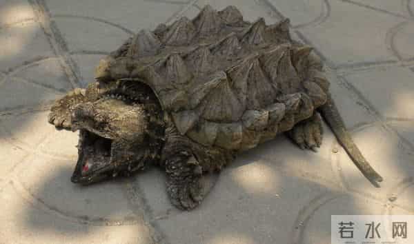 市面上都有哪些常见的宠物龟,什么龟比较适合家养?