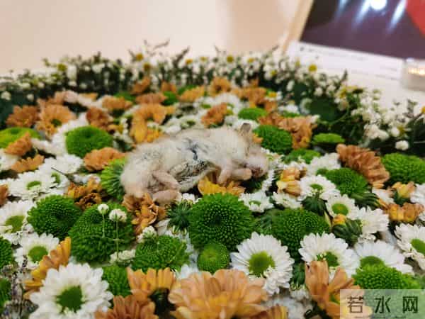 新奇职业｜一名宠物殡葬师的自述：宠物的离开，教会我们什么