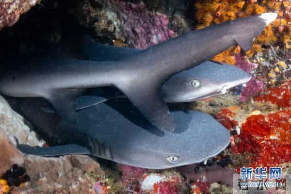 印尼：丰富多彩的海洋世界