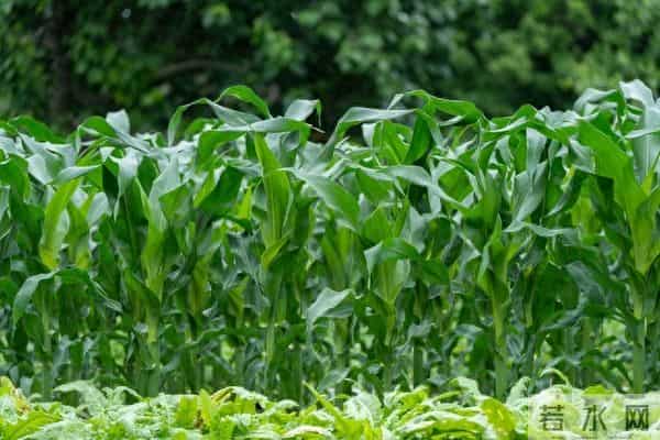 芒种麦收完，五样庄稼立马种！老农：迟十天，秋收少半箩筐