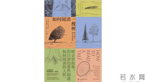 阅读一棵树,从树枝和风开始|植树节