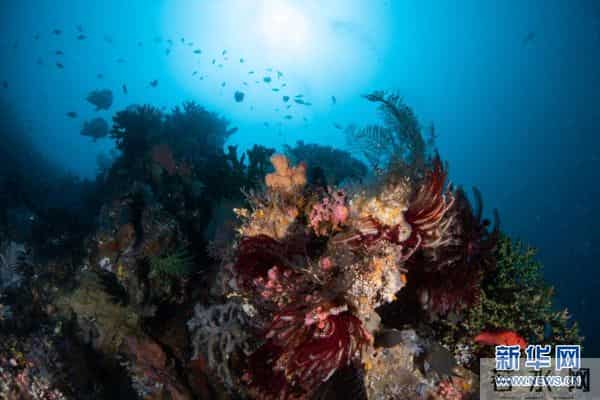 印尼：丰富多彩的海洋世界