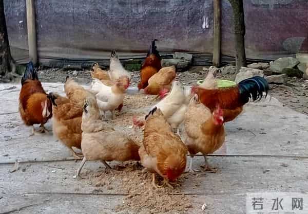 曾经受人追捧的“土鸡热”，为何遇冷了？养土鸡还能赚钱吗