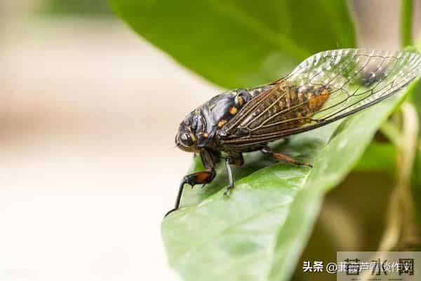 草虫的世界如此奇妙①——阿宝老师的“作文经”(三三四)