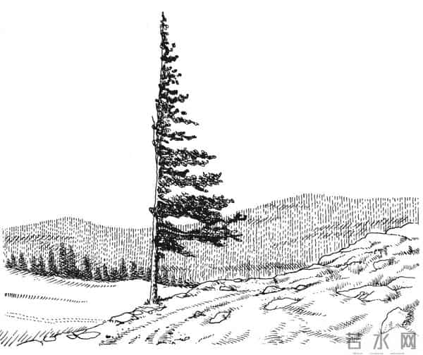 阅读一棵树,从树枝和风开始|植树节