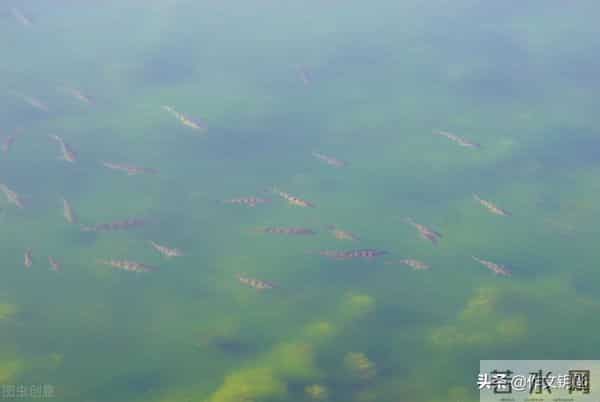 原创寓言二则:《想吃小鱼的鱼》、《怕老鼠的猫》