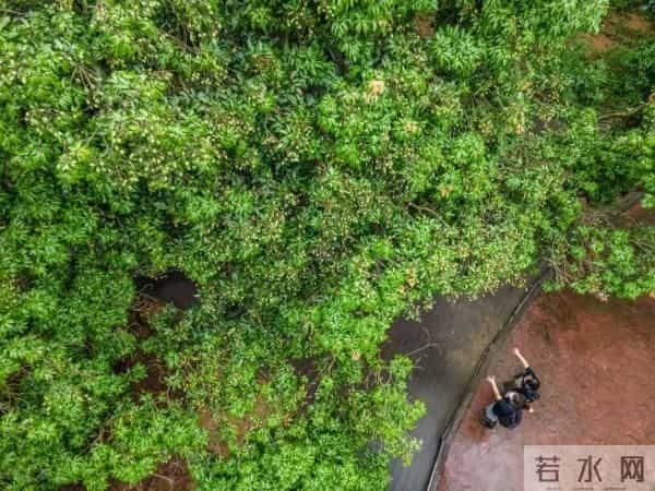 广州470多岁“荔枝皇”，“身价”不凡