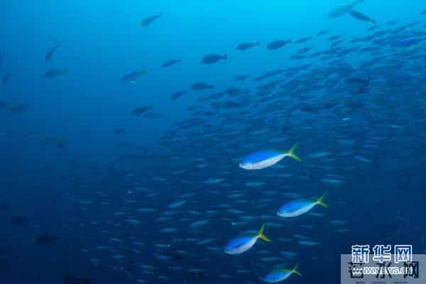 印尼：丰富多彩的海洋世界