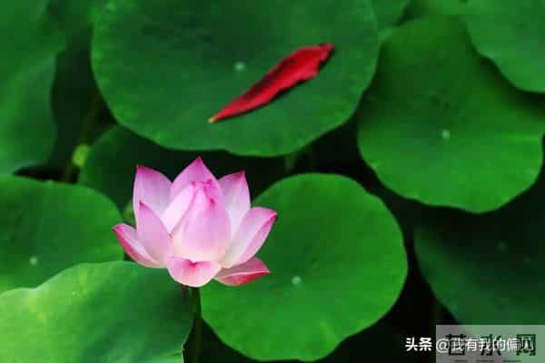 一片荷叶,一片天:冰心美文阅读分享