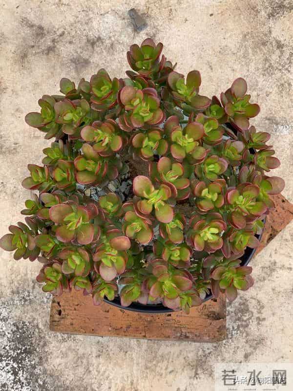 玉树又叫燕子掌,叶片四季常绿,经常出现腐烂,教你如何让避免