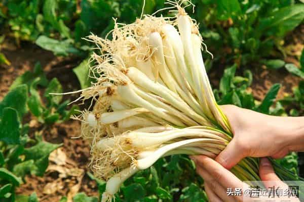 农村创业新风口:这3类项目成本低、见效快,大叔也能轻松上手!