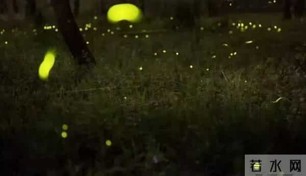 丽水湿地迎来大片萤火虫！夜晚闪闪发光犹如置身童话