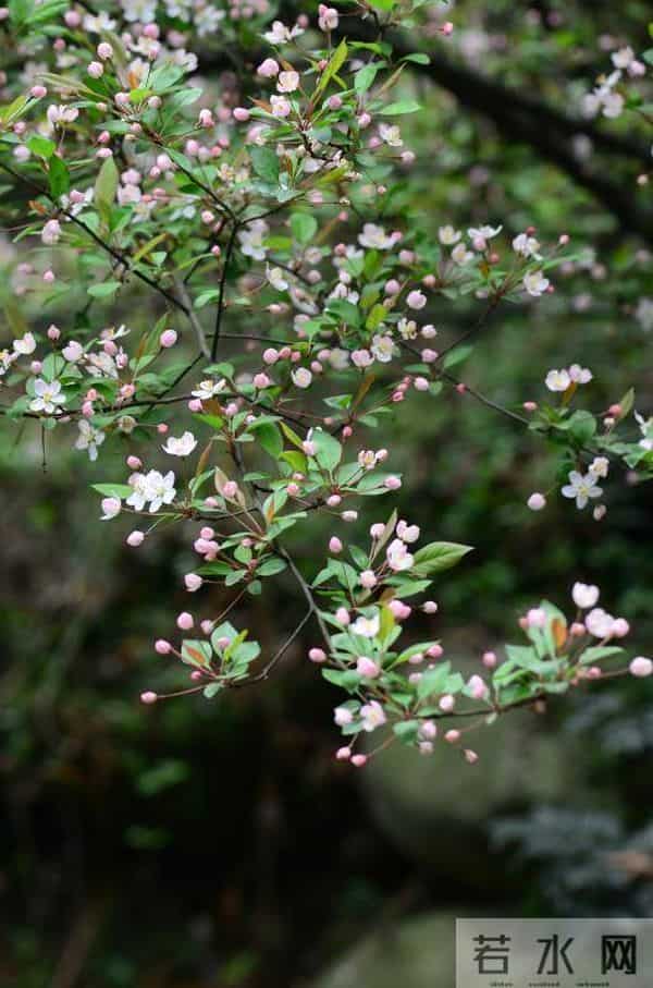 语闻成都 - 川西草木物候记④