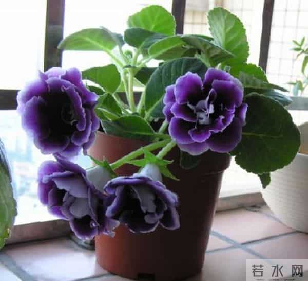 烂漫花语，你除了知道玫瑰代表爱情，你还知道其他的吗？