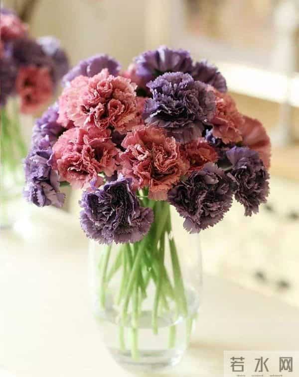 康乃馨寓意好,养在家里装饰性强,这样做还能有效延长花期