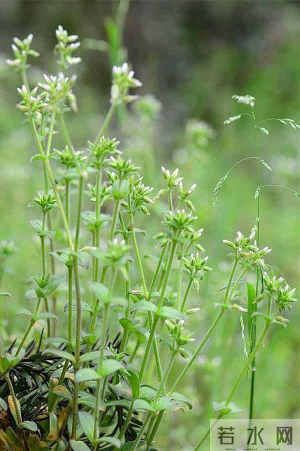 语闻成都 - 川西草木物候记④