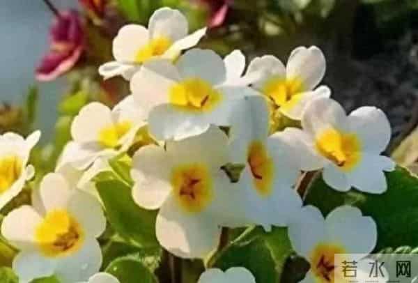 直系通用祭文范例