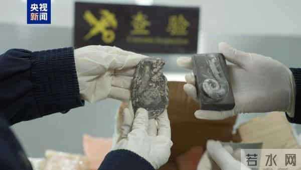 “创意摆件”出口包裹查出6块古生物化石……海关提醒→
