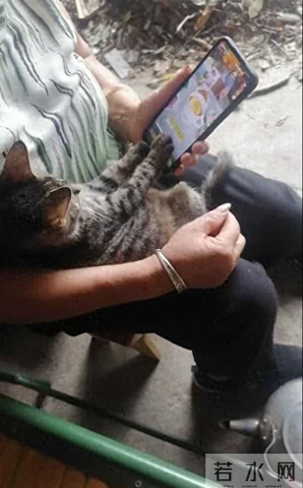 动物皆有灵性 —— 一个作家同他的猫狗的旷世情缘