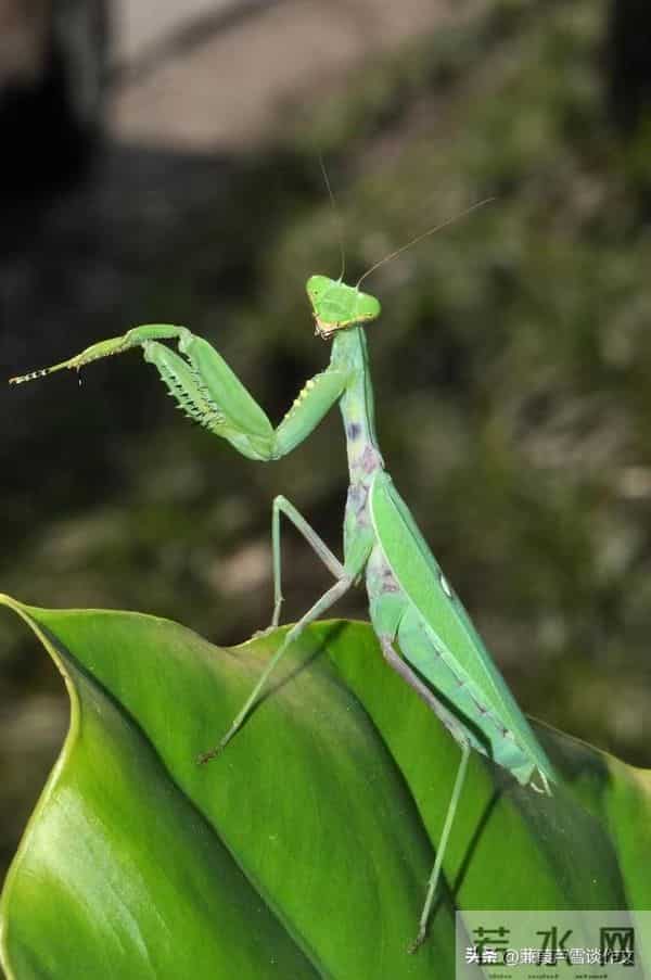 草虫的世界如此奇妙①——阿宝老师的“作文经”(三三四)