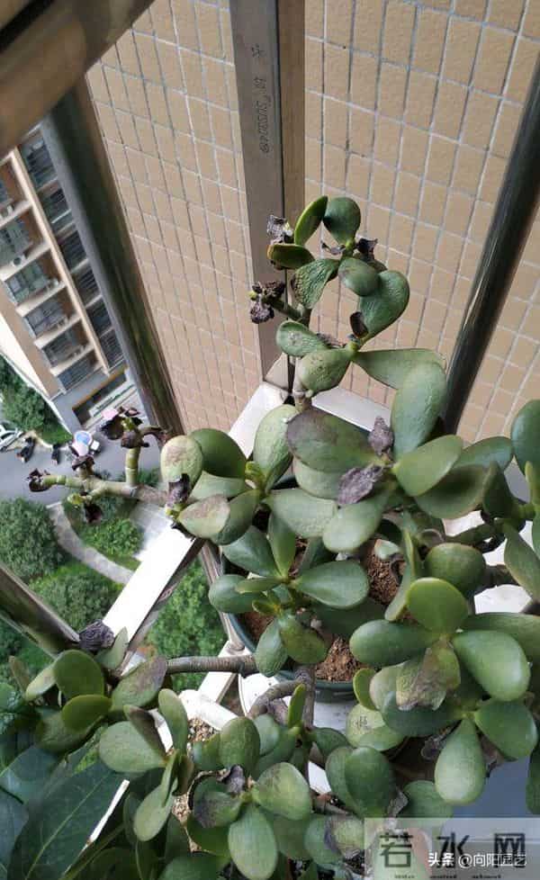 玉树又叫燕子掌,叶片四季常绿,经常出现腐烂,教你如何让避免