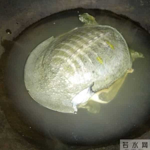 你做的清炖甲鱼汤,和饭店大厨相比,只差这一步