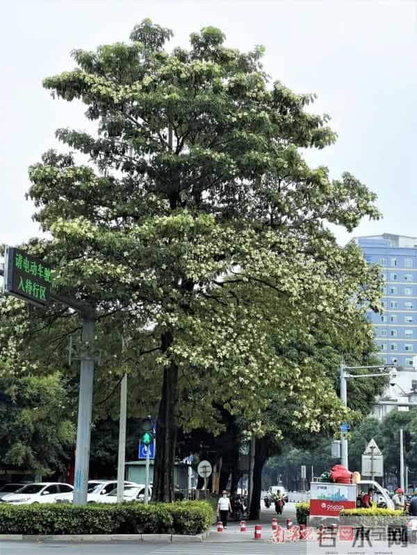 又香又臭好“上头”,广西街头这种树又开花了,到底有没有毒?