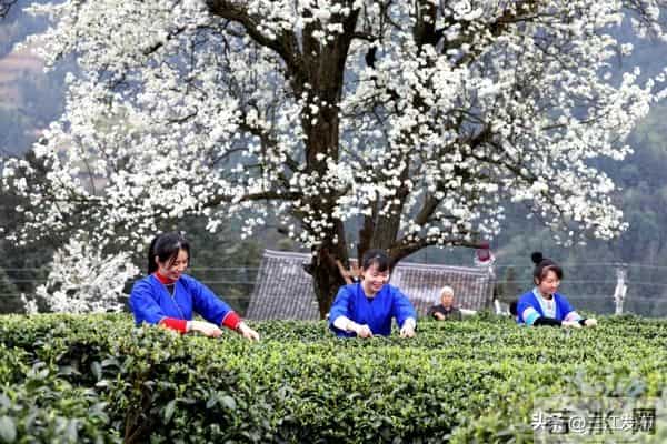 共赴侗乡盛会！三江2025年“月月过大节”活动出炉！