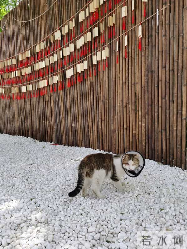 新奇职业｜一名宠物殡葬师的自述：宠物的离开，教会我们什么