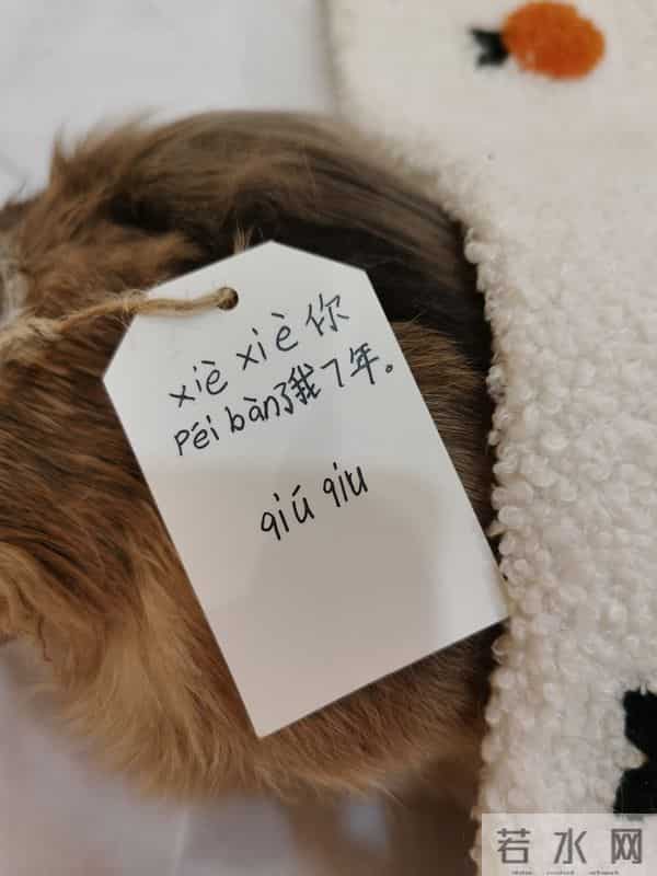 新奇职业｜一名宠物殡葬师的自述：宠物的离开，教会我们什么