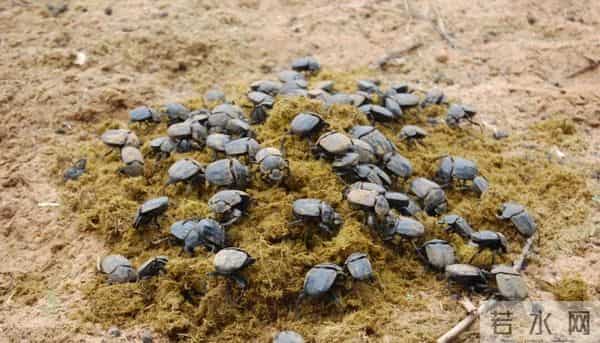 创业养殖蜣螂（屎壳郎