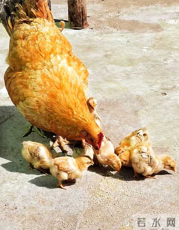 情报站|母爱伟大!鸡妈妈带小鸡觅食寸步不离,画面太有爱了
