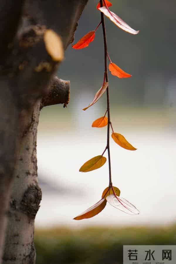 散文：秋叶之静美