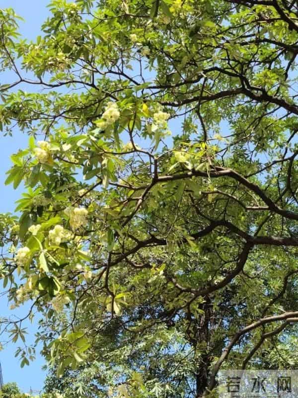 又香又臭好“上头”,广西街头这种树又开花了,到底有没有毒?