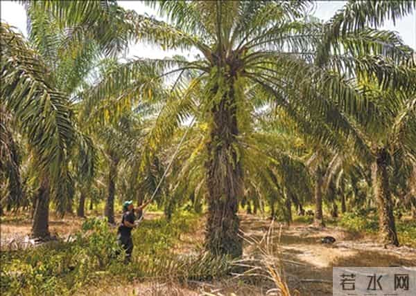 土地回归“大自然节律” 农民拥有“绿色增收源”(第一现场)