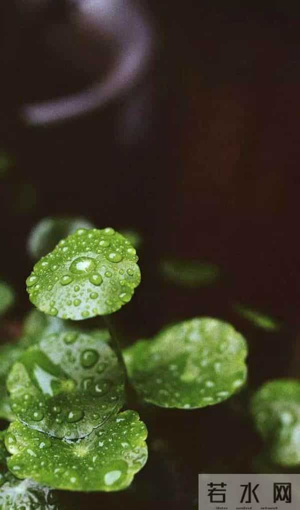 一场小雨一首诗，十首小雨诗词，如丝如缕，似烟似梦，沉醉千年！