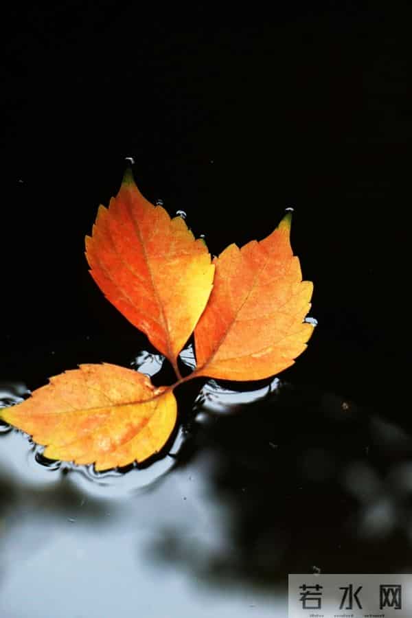 散文:秋叶之静美