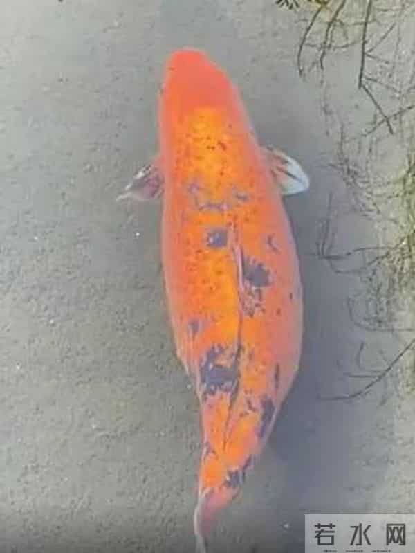 济南趵突泉的鱼为啥胖成球?