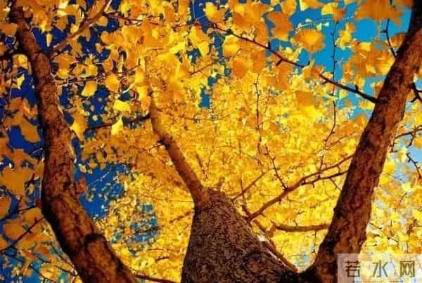 教师节｜正是这些老师教的歌撑起了我们的童年