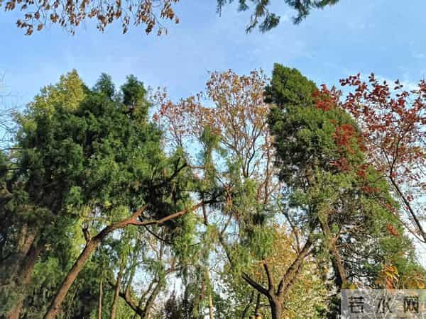 李友鹏原创丨博采众长+中西医携手+信任为桥,才是行医正道