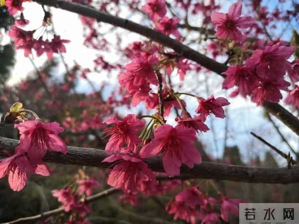 公司新来的00后秘书，第一天上班，就穿了黑丝和包臀裙