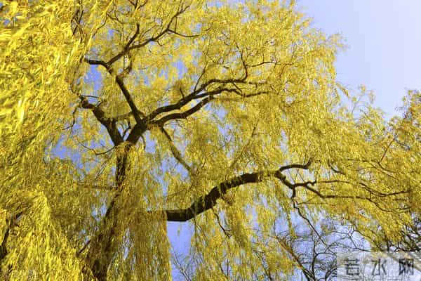 六年级上册一单元习作《变形记》,夜晚一棵大树下的故事