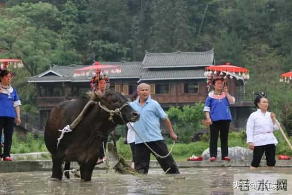 共赴侗乡盛会！三江2025年“月月过大节”活动出炉！