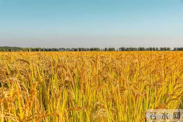 明日中秋节,老人说最怕“中秋节一日雨”,中秋节下雨有啥预兆?